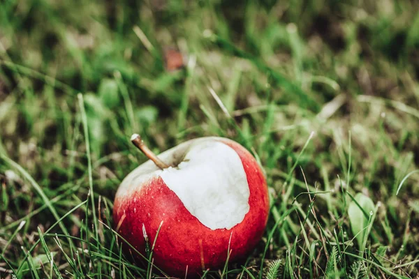 Ramas Árboles Llenas Manzanas Rojas Frescas Jardín Fondo Vegetación Día — Foto de Stock