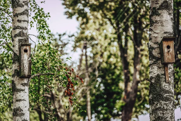 Close Gaiola Pássaros Uma Árvore Dia Ensolarado Primavera Conceito Natural — Fotografia de Stock