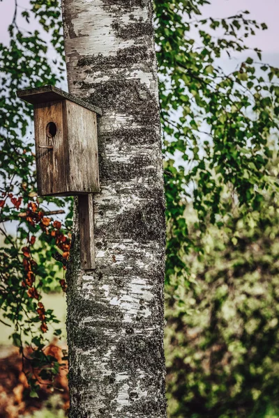 Primo Piano Della Birdhouse Albero Betulla All Inizio Della Giornata — Foto Stock