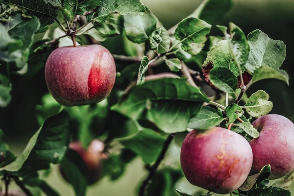 Ramas Árboles Llenas Manzanas Rojas Frescas Jardín Fondo Vegetación Día —  Fotos de Stock