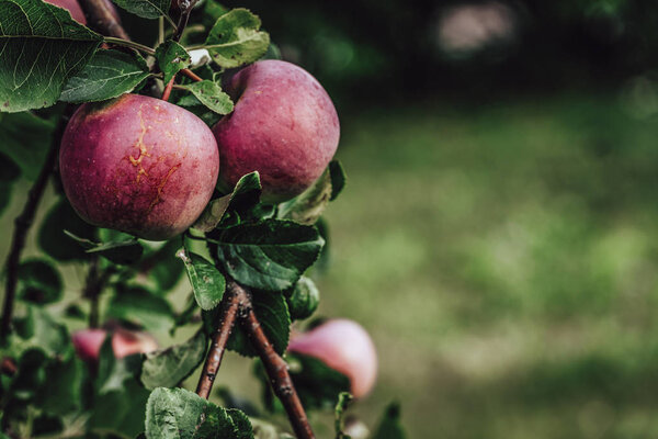 Дерево ветви полны красных свежих яблок в саду, растительный фон - солнечный осенний день, тезисы, цветочный фон, винтажный фильм Посмотрите
