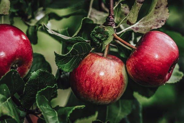 Tree Branches Full Red Fresh Apples Garden Vegetation Background Sunny — Stock Photo, Image