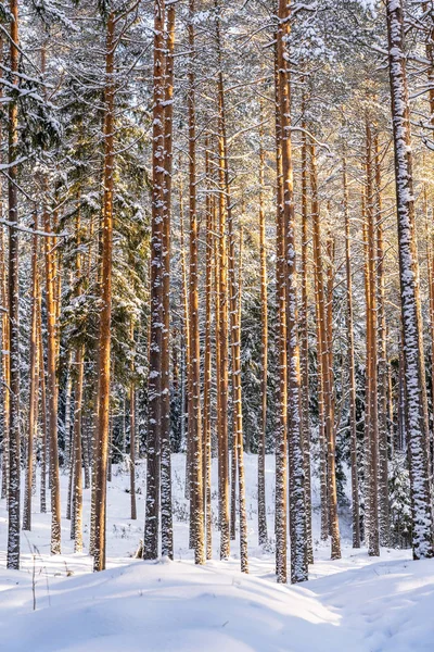 Dia Inverno Ensolarado Floresta Pinheiro Contexto Abstrato Conceito Paz Harmonia — Fotografia de Stock