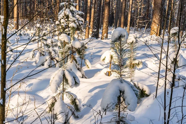 Yeşillik Orman Güneşli Kış Arka Plan Kavram Barış Uyum Içinde — Stok fotoğraf