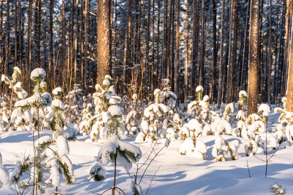 Yeşillik Orman Güneşli Kış Arka Plan Kavram Barış Uyum Içinde — Stok fotoğraf