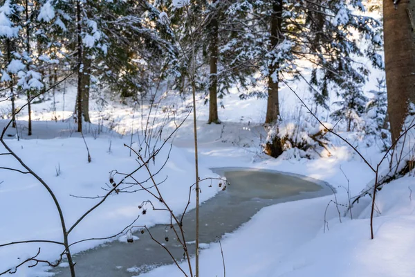 Sonniger Wintertag Kiefernwald Abstrakter Hintergrund Mit Blick Auf Den Zugefrorenen — Stockfoto