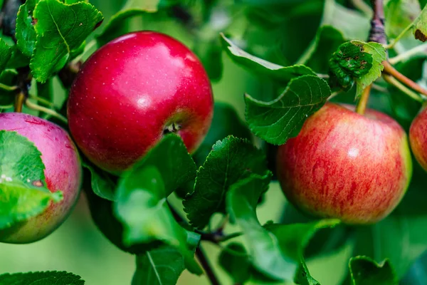 Rami di alberi pieni di mele fresche rosse in giardino, sfondo vegetale - Giornata d'autunno soleggiata — Foto Stock