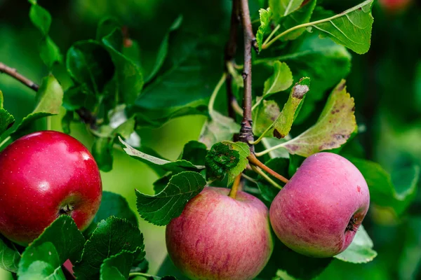 Tree Branches Full of Red Fresh Apples in the Garden, Vegetation Background - Sunny Autumn Day — Stock Photo, Image