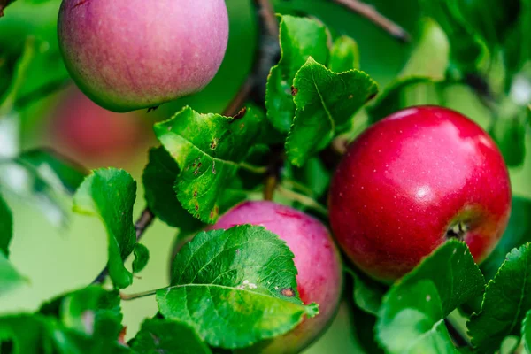 Gałęzie drzewa pełne świeżych jabłek w ogrodzie, roślinność tło - słoneczny dzień jesieni — Zdjęcie stockowe
