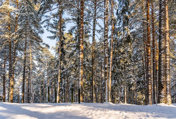 Dia de inverno ensolarado na floresta de pinheiros, fundo abstrato — Fotografia de Stock