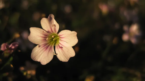 Küçük Pembe Kır Çiçeği Bahar Günbatımı Üzerinde Beş Yaprakları Ile — Stok fotoğraf