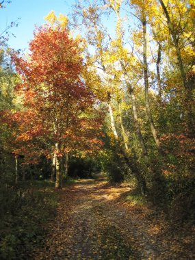 Renkli orman ve yol yaprakları tam | kırmızı | sarı | altın