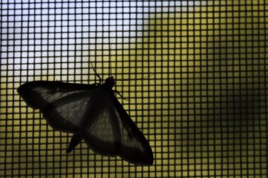 Kare penceresi kafes üzerinde tutarak güve silüeti | kapalı