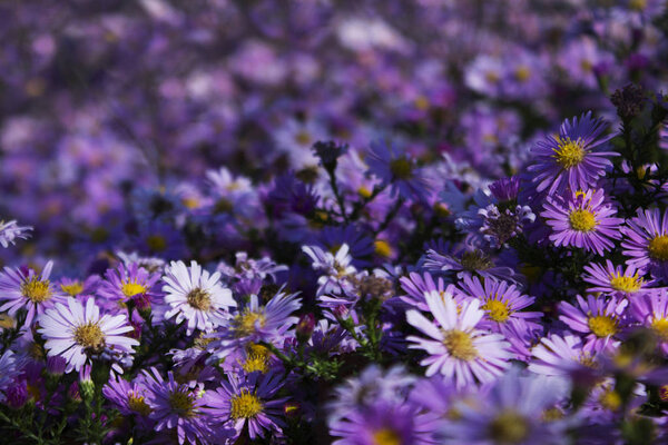 Пурпурный куст
