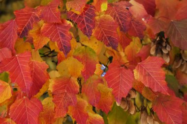 kırmızı yapraklar