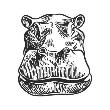 Gravür, vintage vektör çizim çizim suaygırları kafa