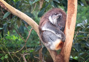 Yetişkin bir koala Avustralya içinde ağaç çentik sleeping (Phascolarctos cinereus).