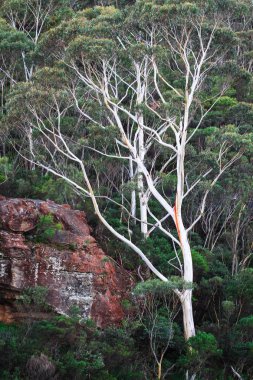 Okaliptüs ağaçları parlak beyaz kabuğu ile aksine karanlık yeşillik göze çarpıyor. Mavi Dağları Milli Parkı, Avustralya.