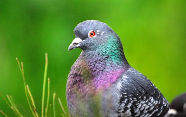 Bir aile içi güvercin (kaya güvercini, Columba livia olarak da bilinir) Yarra Bend Park, Avustralya.