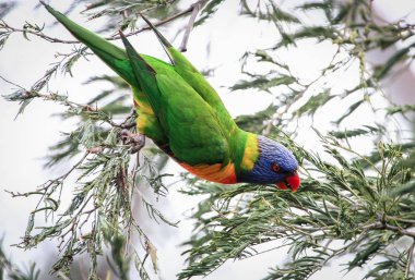 Darebin Parklands, Victoria, Avustralya, ağaçta bir gökkuşağı Lori (Trichoglossus moluccanus).