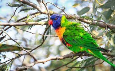 Darebin Parklands, Victoria, Avustralya, ağaçta bir gökkuşağı Lori (Trichoglossus moluccanus).
