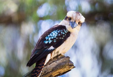 Bir ağaç Katedrali aralığı State Park, Victoria, Avustralya üzerinde tünemiş bir gülen yetişkin ahmak (Dacelo novaeguineae).