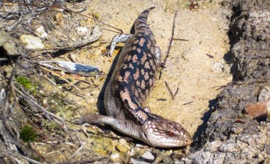 Bir yetişkin başlıdırlar mavi dilli skink (Tiliqua nigrolutea) Wilsons Promontory Milli Park, Avustralya.
