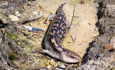 An adult blotched blue-tongued skink (Tiliqua nigrolutea) in the Wilsons Promontory National Park, Victoria, Australia. clipart