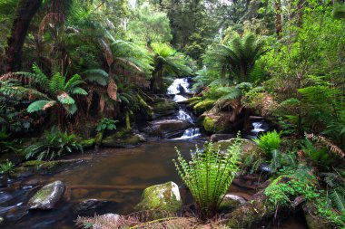 Ağaç ferns büyük Otway Milli Park, Victoria, Avustralya ile kaplı yemyeşil bir ılıman yağmur ormanları ile küçük bir dere akar.