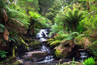 Ağaç ferns büyük Otway Milli Park, Victoria, Avustralya ile kaplı yemyeşil bir ılıman yağmur ormanları ile küçük bir dere akar.