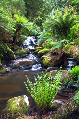 A small creek flows through a lush temperate rainforest lined with tree ferns in the Great Otway National Park, Victoria, Australia. clipart