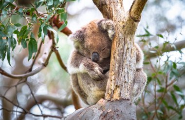 Yetişkin bir koala okaliptüs ağacında büyük Otway Milli Park, Victoria, Avustralya uyku (Phascolarctos cinereus).