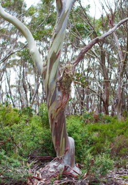 Kar sakız ağacı (okaliptüs pauciflora) Baw Baw Milli Park, Avustralya.