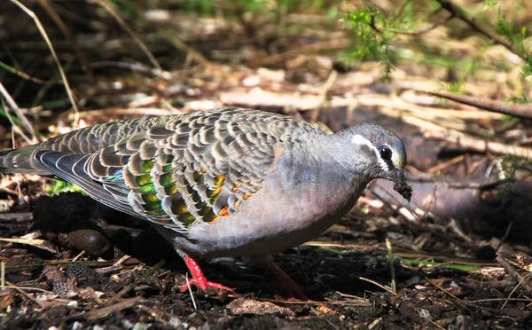 Bronzewing Commun Adulte Phaps Chalcoptera Victoria Australie — Photo