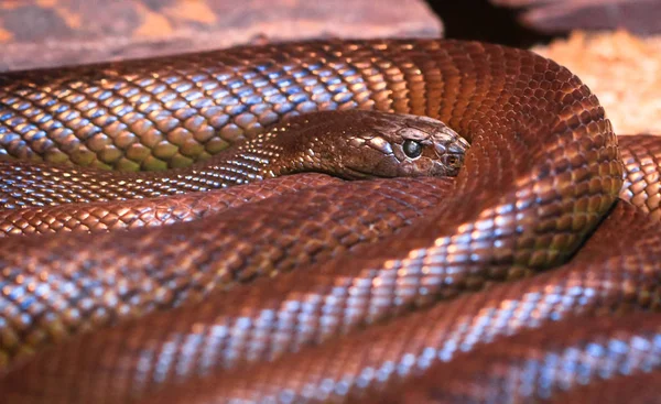 Taipán Adulto Del Interior Oxyuranus Microlepidotus Serpiente Más Venenosa Del —  Fotos de Stock