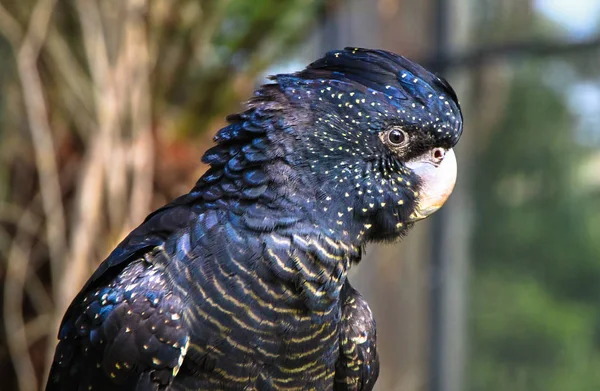 Uma Cacatua Preta Cauda Vermelha Adulta Calyptorhynchus Banksii Victoria Austrália — Fotografia de Stock