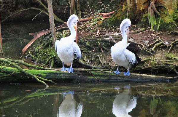 Pair Australian Pelicans Pelecanus Conspicillatus Victoria Australia — Stock Photo, Image