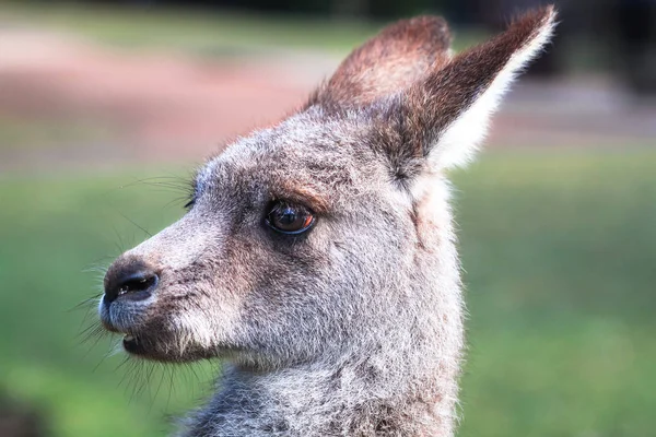 Bir Doğu Gri Kanguru Macropus Giganteus New South Wales Avustralya — Stok fotoğraf