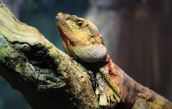 An adult frilled lizard (Chlamydosaurus kingii) resting on a tree branch in New South Wales, Australia.