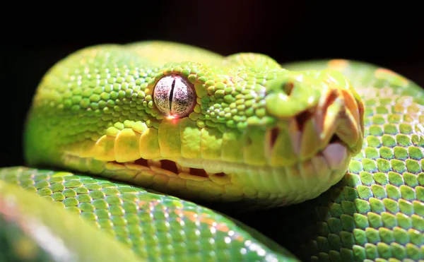 Avustralya'da fotoğraflandı Closeup bir yeşil ağaç piton (Morelia viridis) Başkanı.