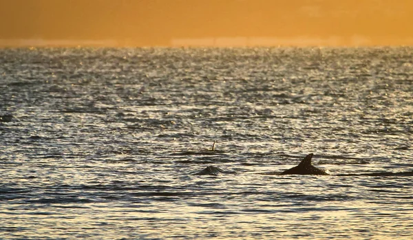 Hint-Pasifik şişe burunlu yunus (Tursiops aduncus) bir grup poke yüzeyi üzerinde günbatımı sırasında Jervis Bay Milli Parkı, New South Wales, Avustralya.