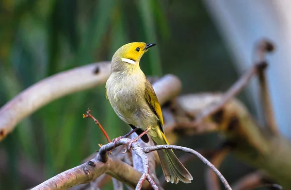 Comedor Mel Plumas Brancas Lichenostomus Penicillatus Empoleirado Galho Árvore Yarra — Fotografia de Stock