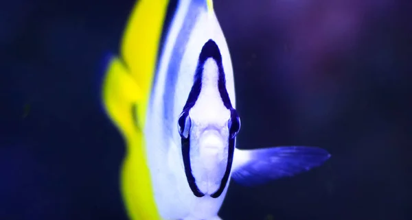 Uno Sguardo Frontale Pesce Farfalla Doppia Sella Del Pacifico Chaetodon — Foto Stock