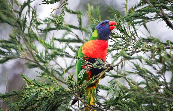 Darebin Parklands, Victoria, Avustralya, ağaçta bir gökkuşağı Lori (Trichoglossus moluccanus).