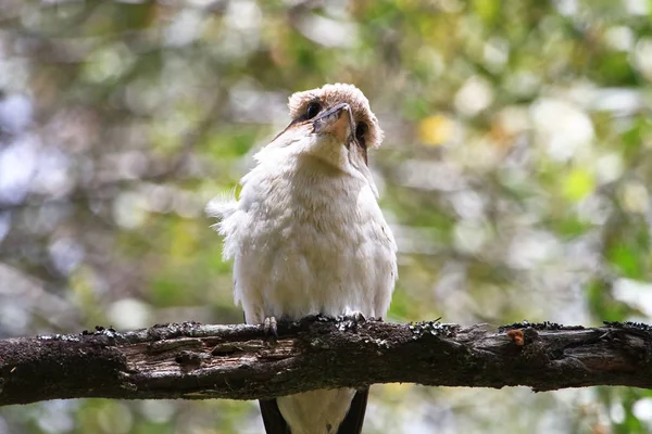 Adult Laughing Kookaburra Dacelo Novaeguineae Perched Tree Cathedral Range State — Stock Photo, Image