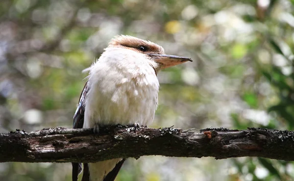 Adult Laughing Kookaburra Dacelo Novaeguineae Perched Tree Cathedral Range State — Stock Photo, Image