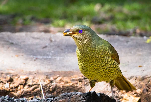 Ein Weiblicher Satin Laubenvogel Ptilonorhynchus Violaceus Auf Nahrungssuche Auf Dem — Stockfoto