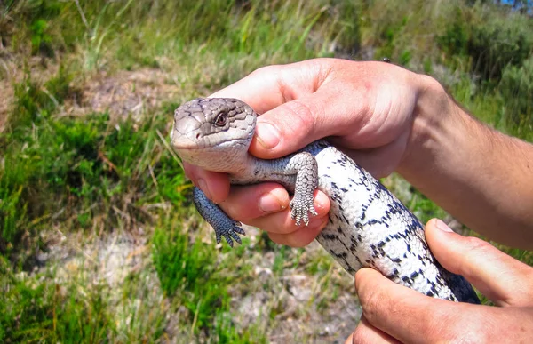Bir başlıdırlar mavi dilli skink (Tiliqua nigrolutea) Wilsons Promontory Milli Parkı, Victoria, Avustralya ele alınır.