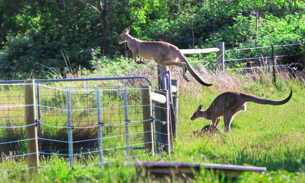 A group of eastern grey kangaroos (Macropus giganteus) jumping a high fence in Victoria, Australia.