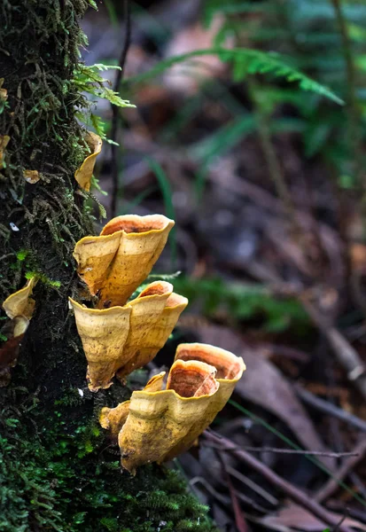 Eine Gruppe Von Cymatoderma Elegans Pilzen Fuß Eines Baumes Großen — Stockfoto